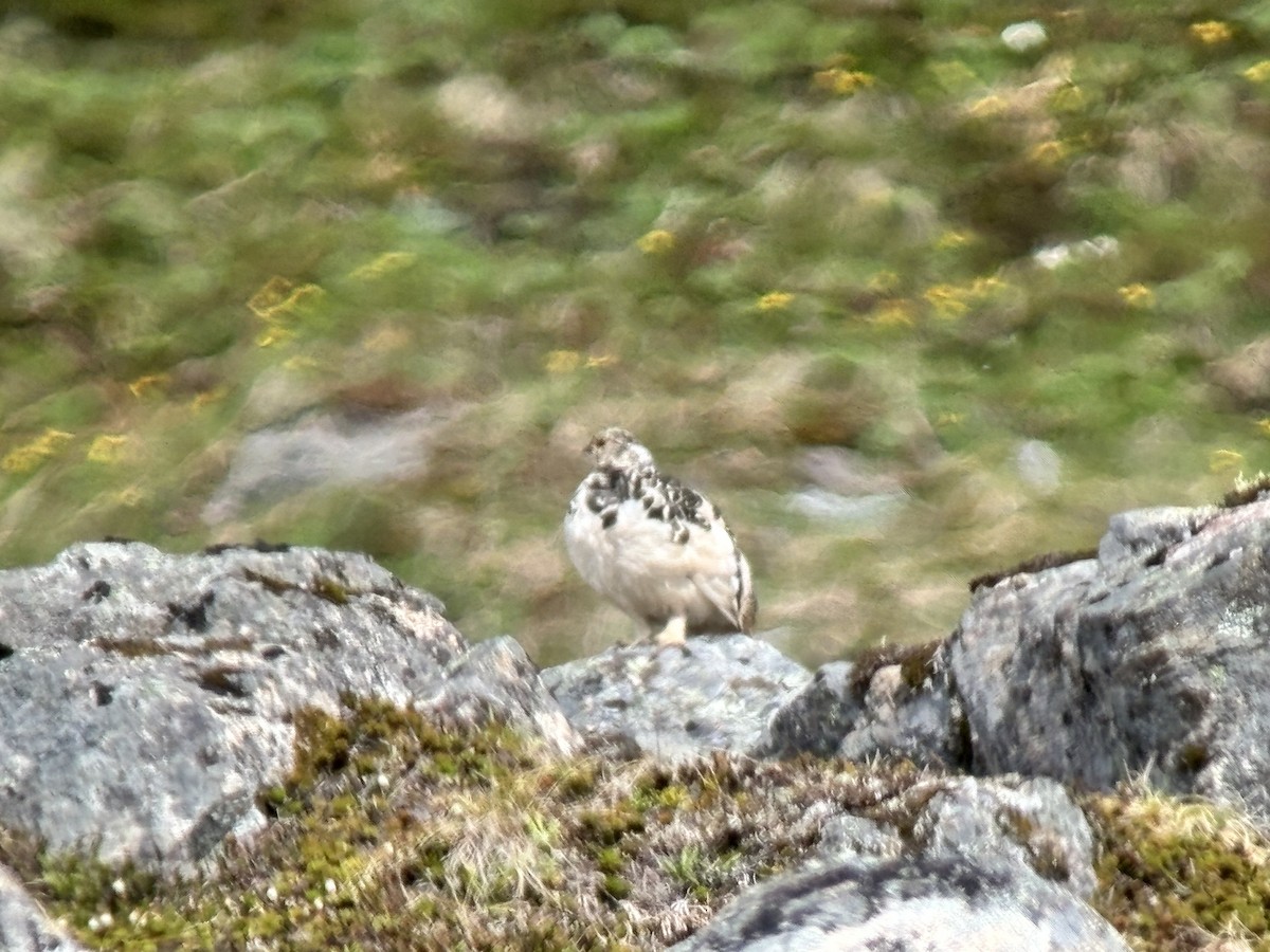 White-tailed Ptarmigan - ML621039758