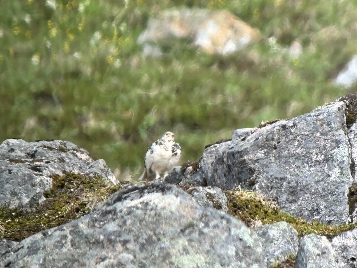 White-tailed Ptarmigan - ML621039759