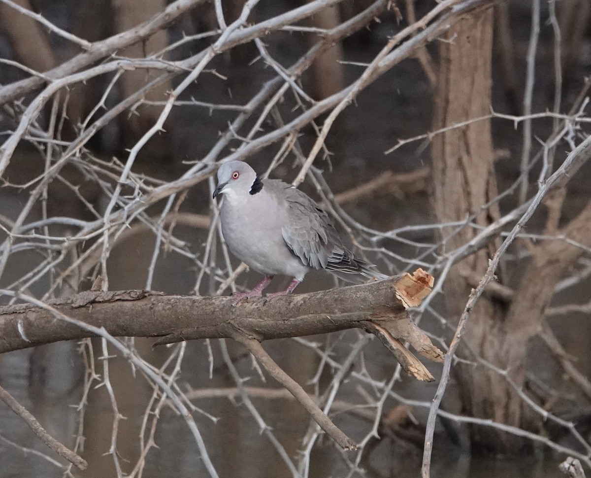 Mourning Collared-Dove - ML621039831