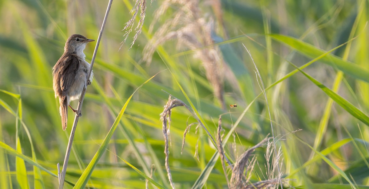 Common Reed Warbler (Common) - ML621039832