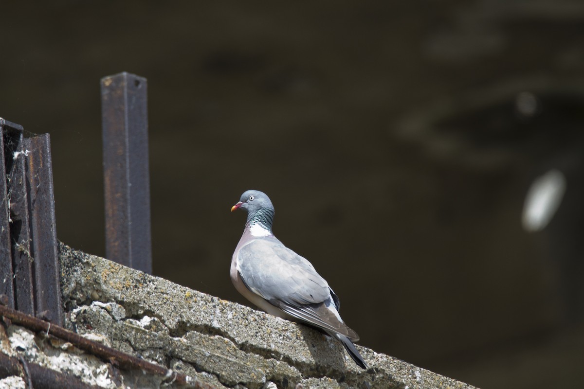 Common Wood-Pigeon - ML621039892