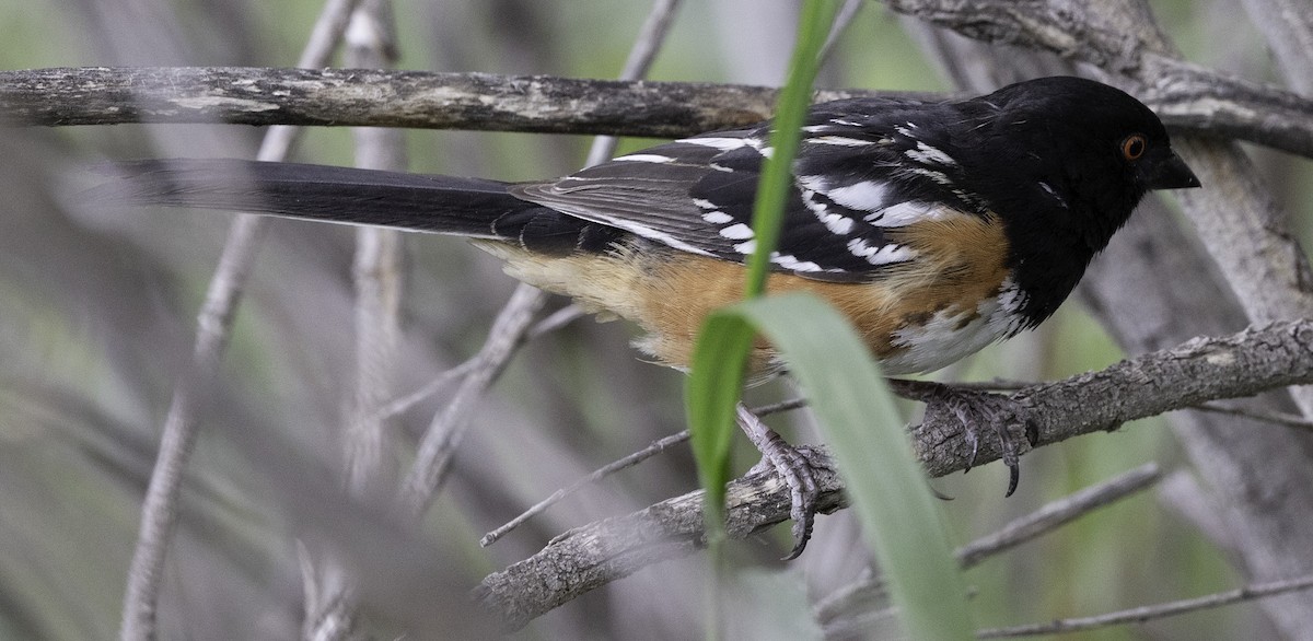 Spotted Towhee - ML621039894
