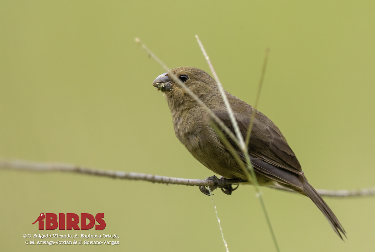 Variable Seedeater - ML621039903