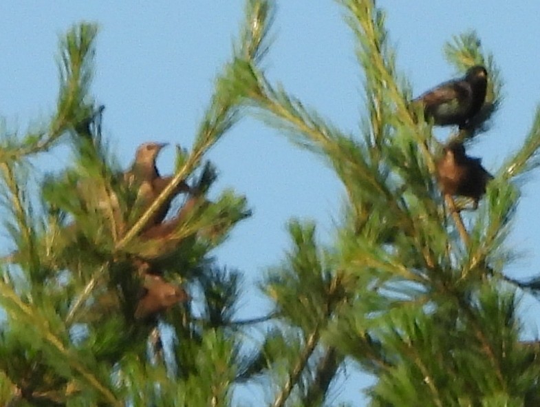 European Starling - alan murray