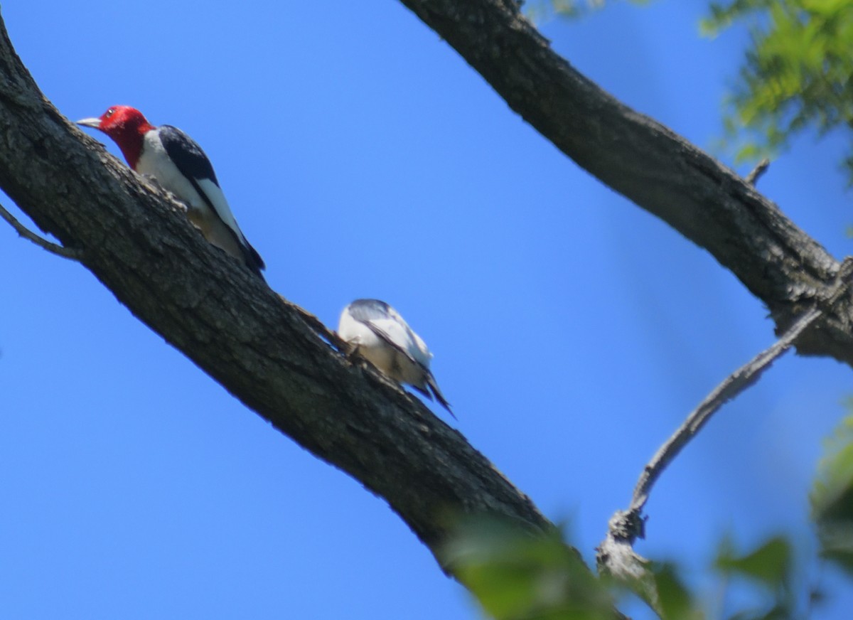 Red-headed Woodpecker - ML621039986