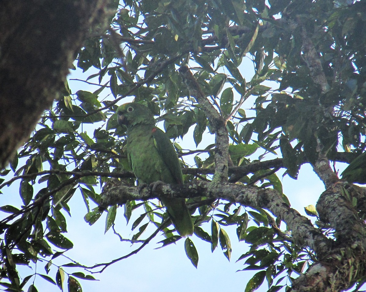 Yellow-crowned Amazon - ML621040055