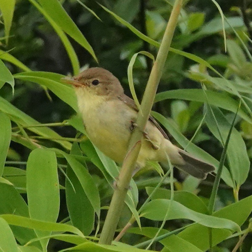 Melodious Warbler - ML621040060