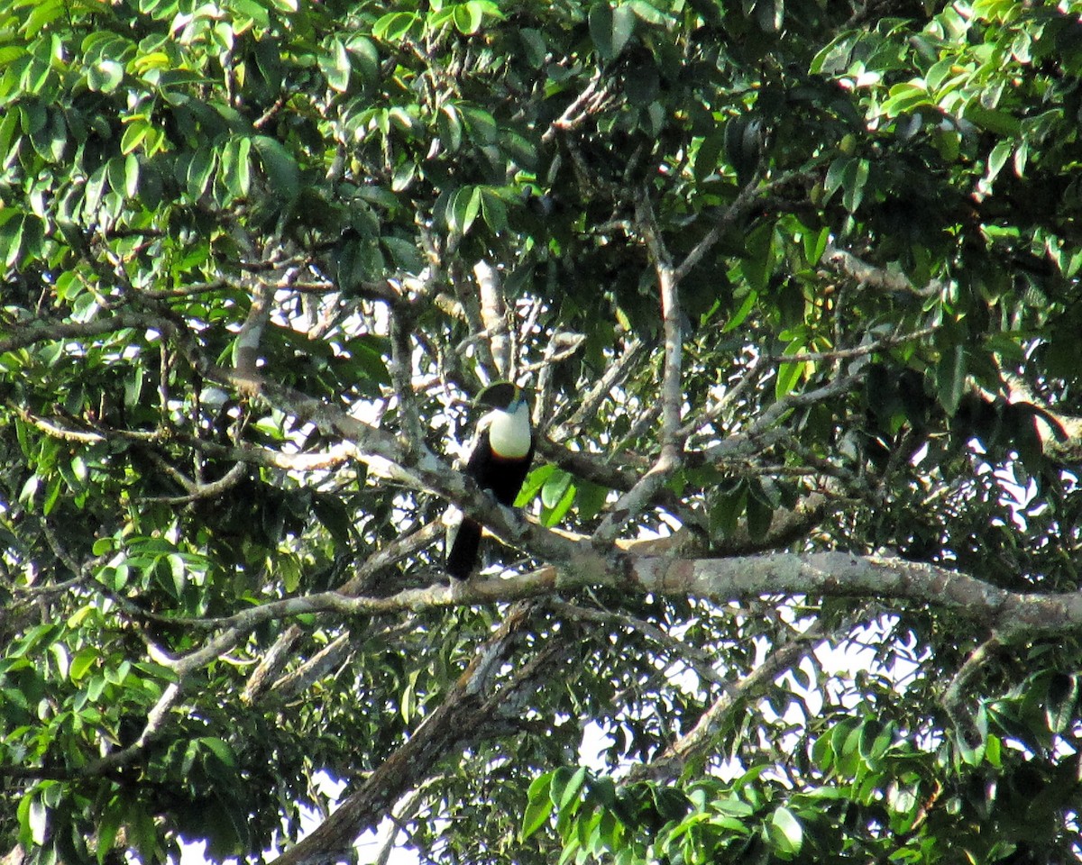 White-throated Toucan - ML621040073
