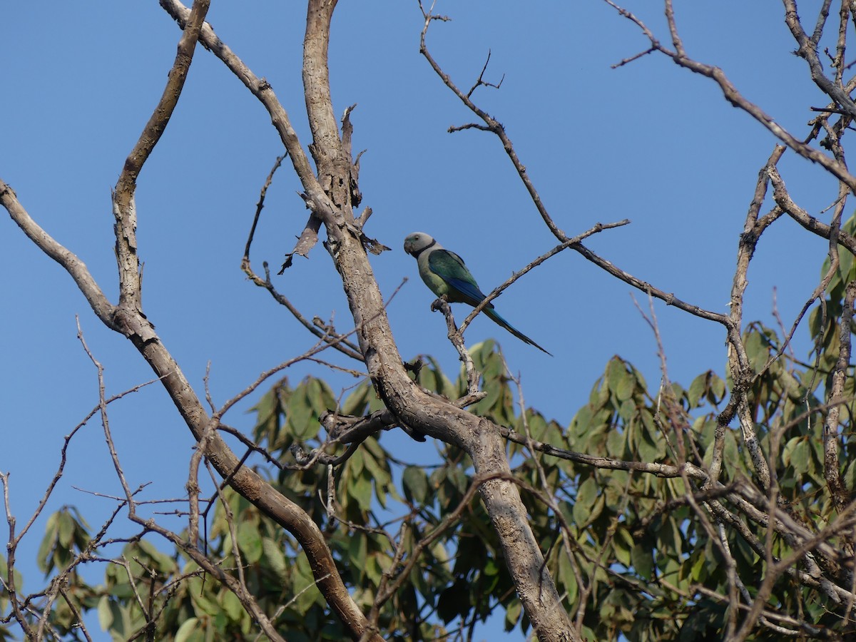 Malabar Yeşil Papağanı - ML621040085