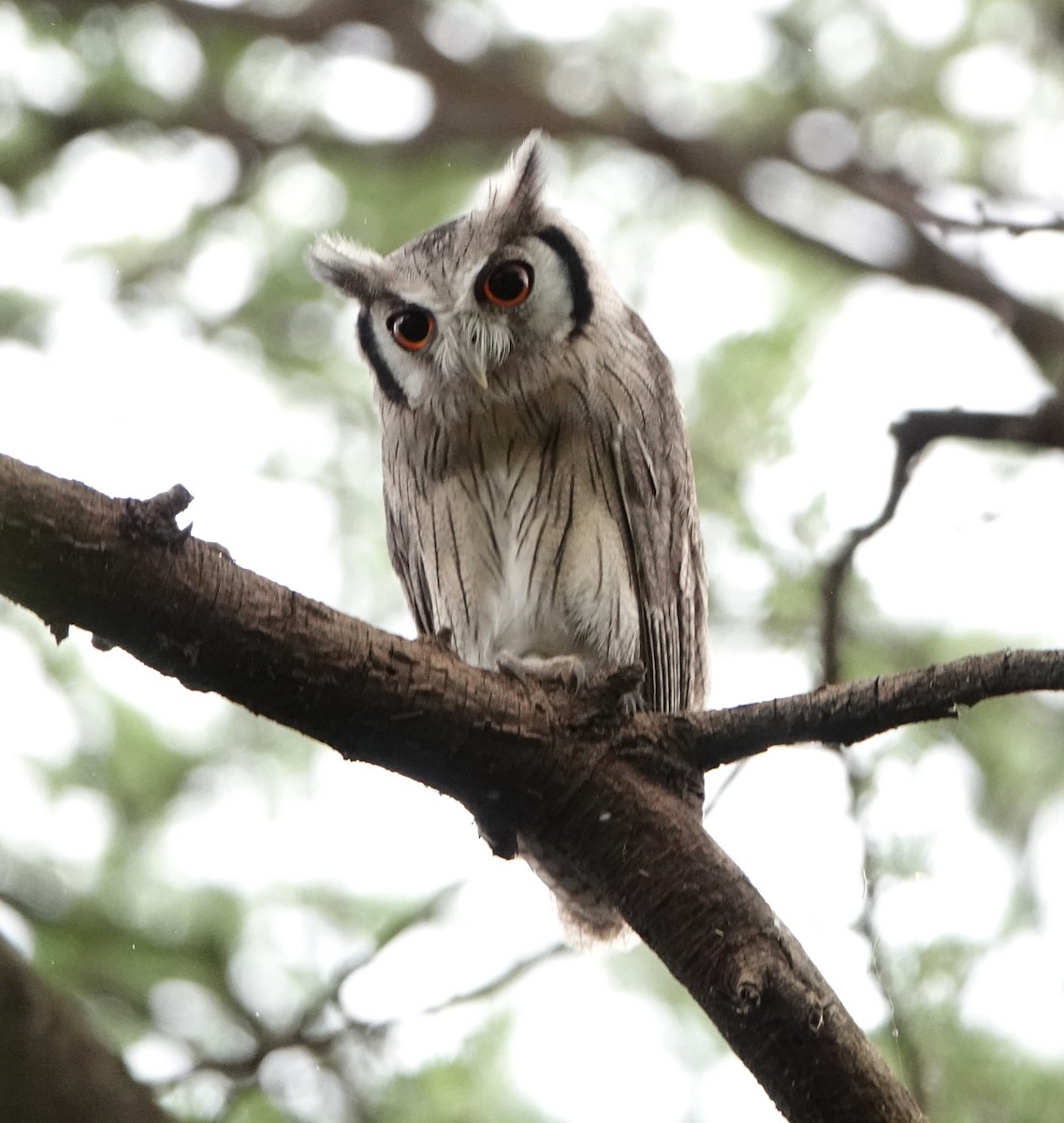 Northern White-faced Owl - ML621040132