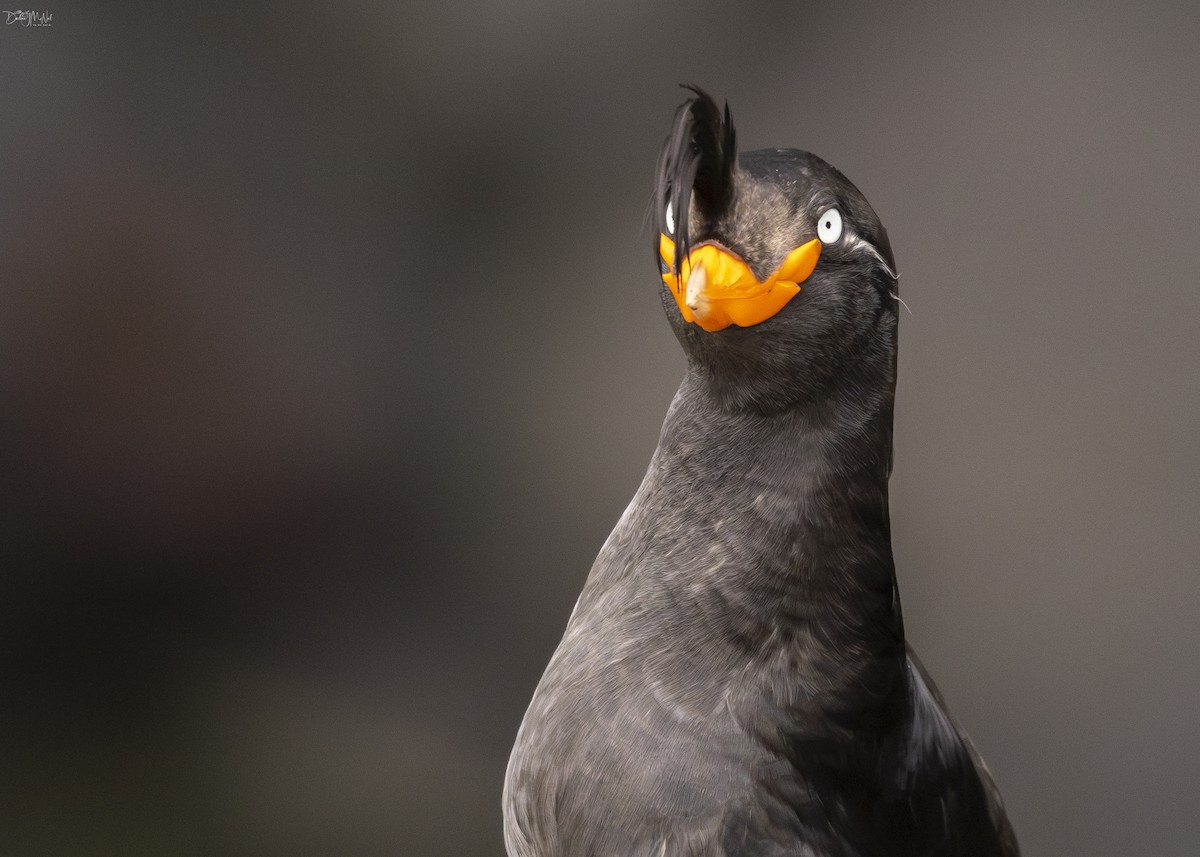 Crested Auklet - ML621040145