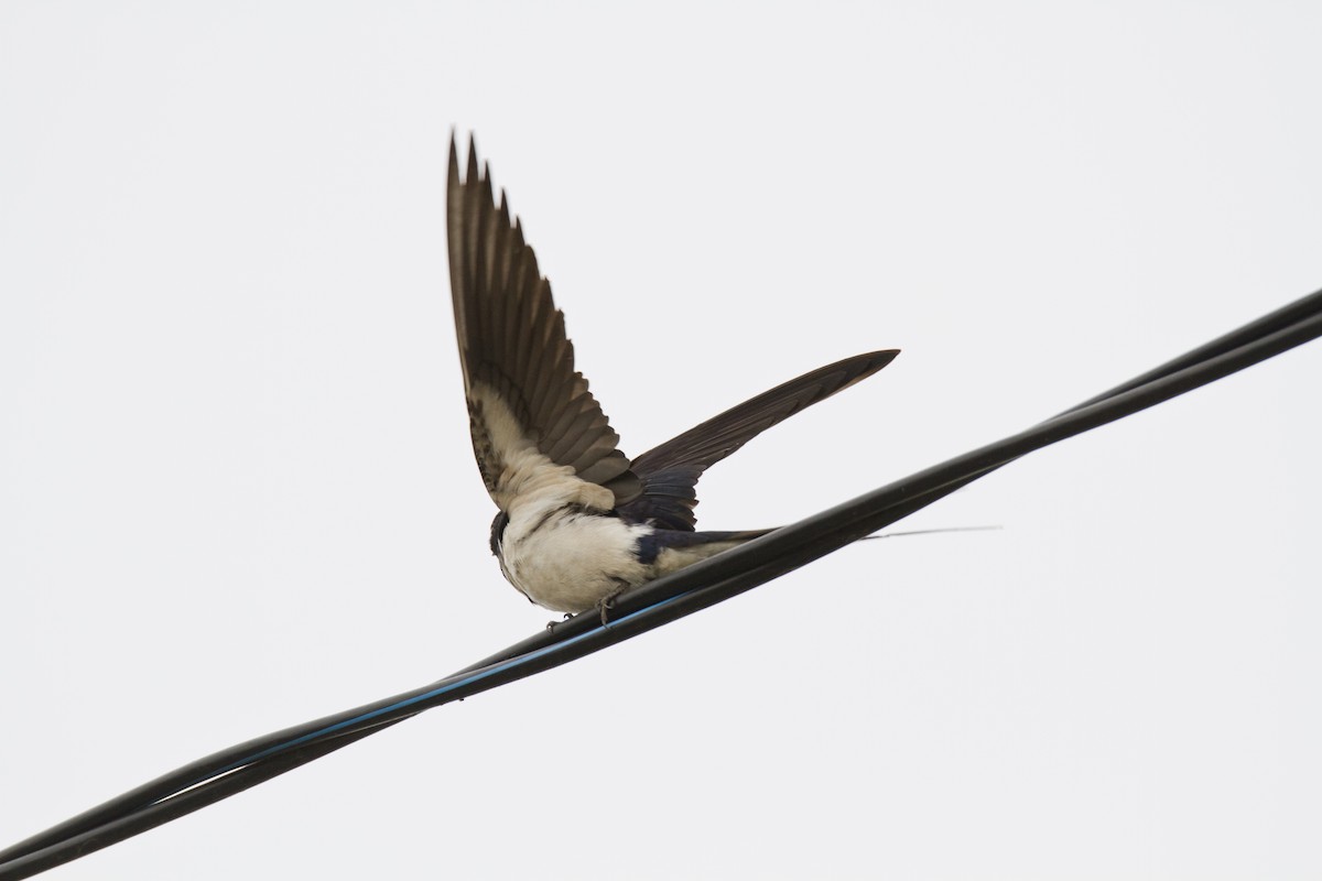 Barn Swallow - ML621040161