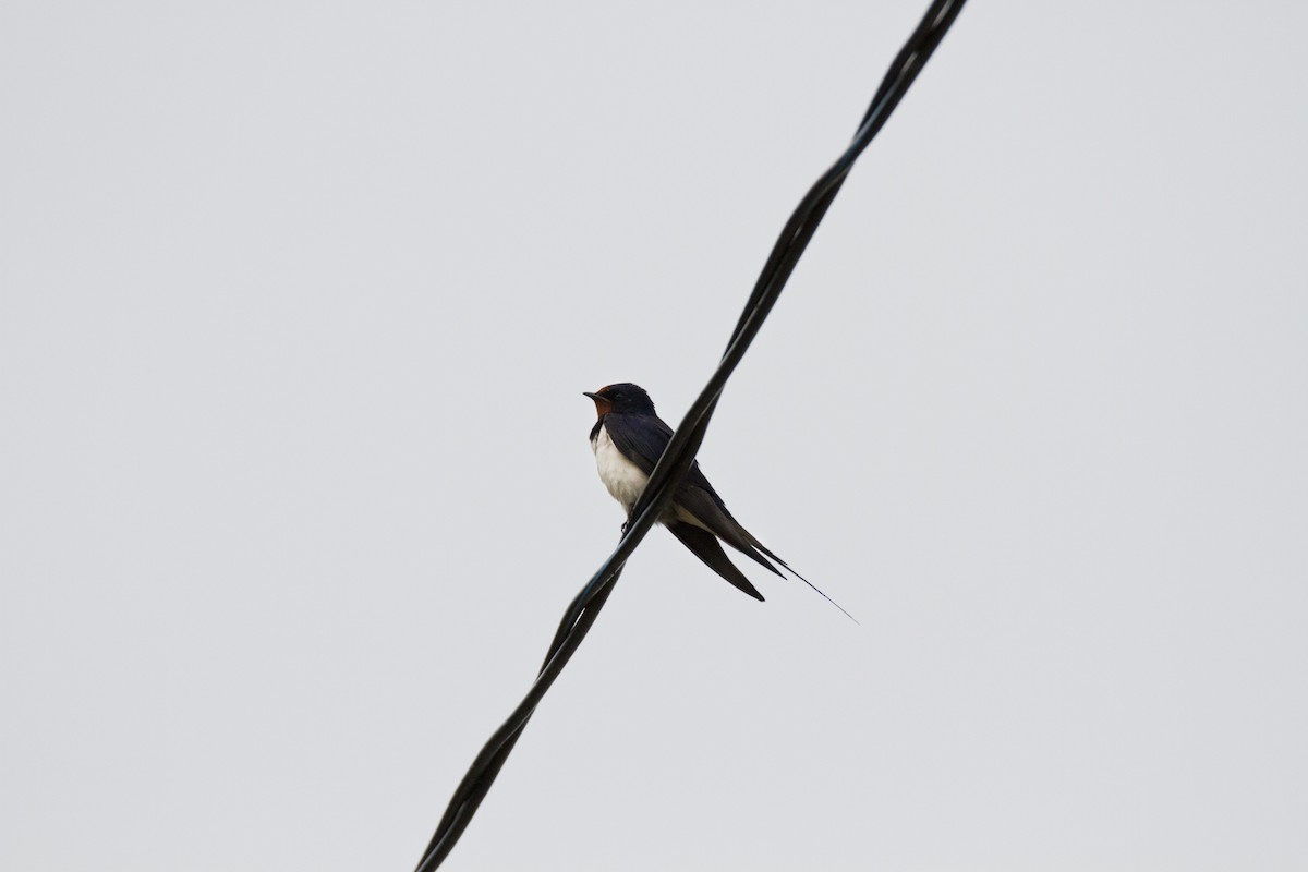 Barn Swallow - ML621040162
