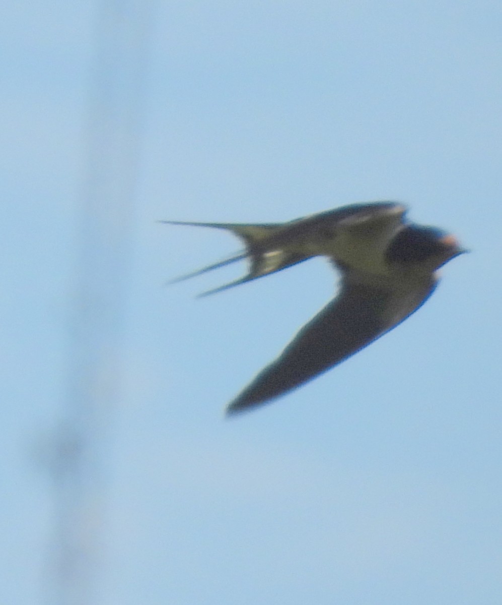 Barn Swallow - ML621040202