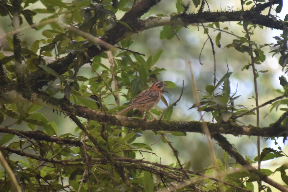 Rufous-collared Sparrow - ML621040219