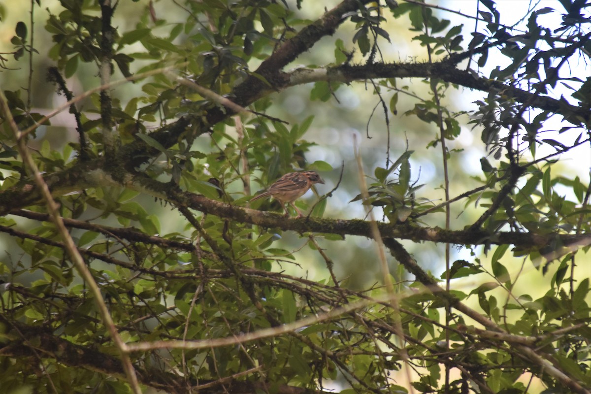Rufous-collared Sparrow - ML621040221