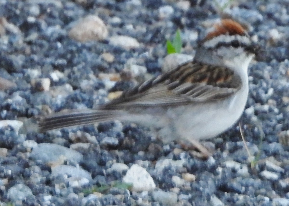 Chipping Sparrow - ML621040234