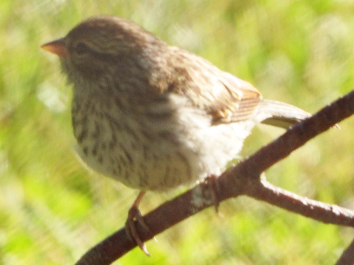 Chipping Sparrow - ML621040237