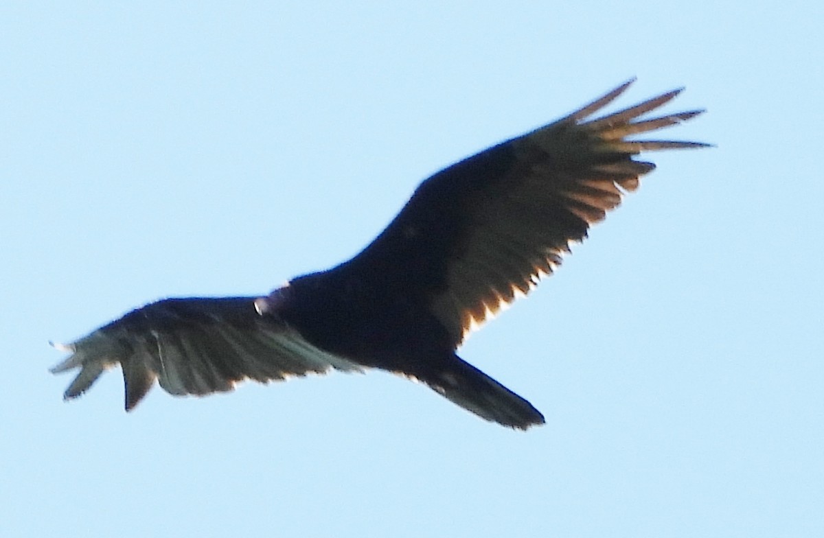 Turkey Vulture - ML621040250