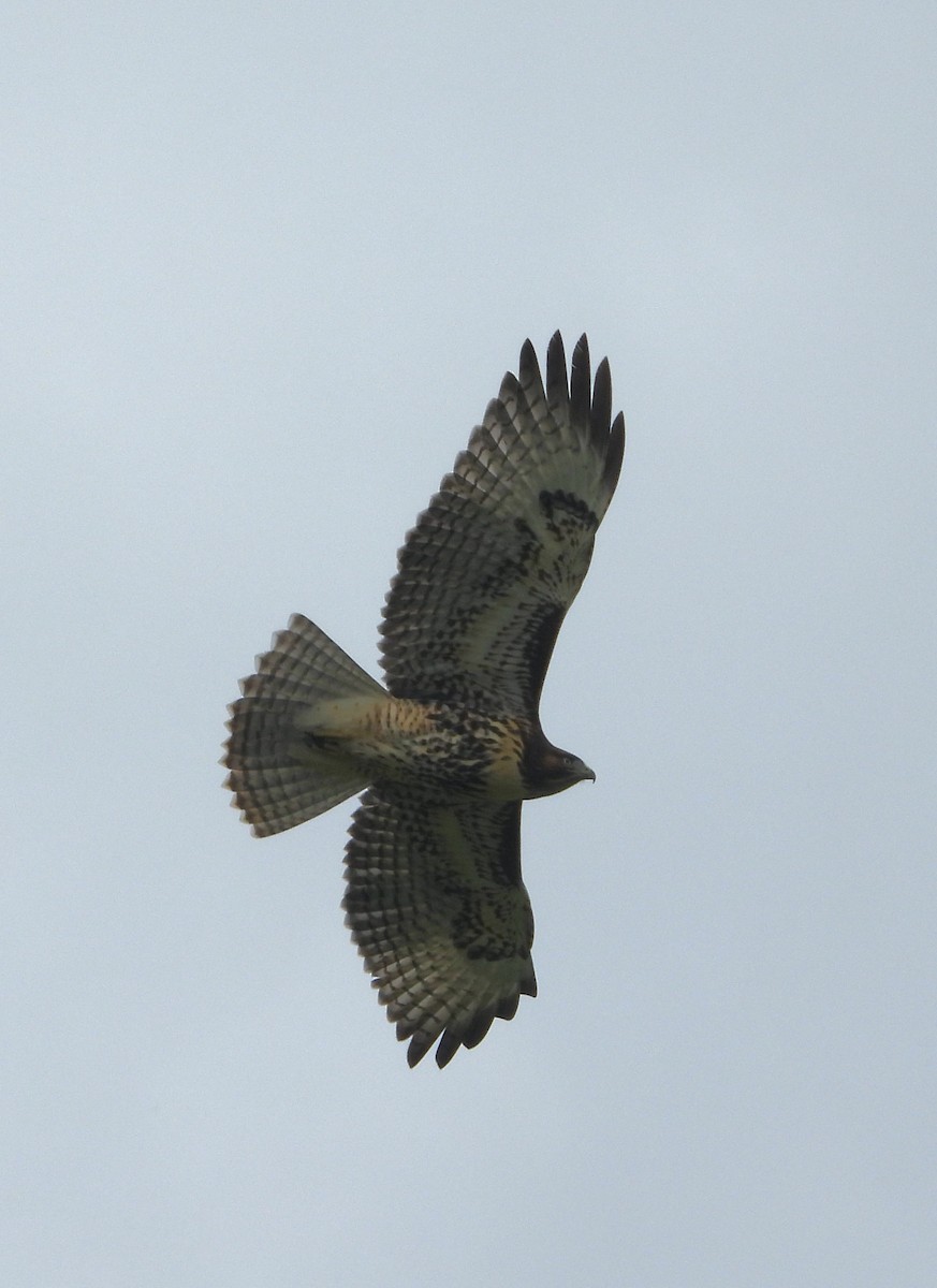 Red-tailed Hawk - ML621040277