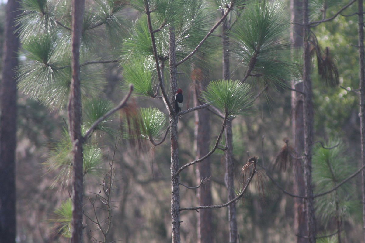 Red-headed Woodpecker - ML621040301