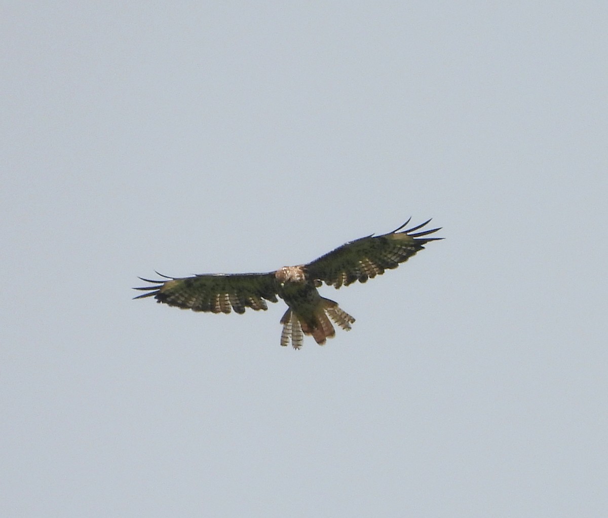 Red-tailed Hawk - ML621040316