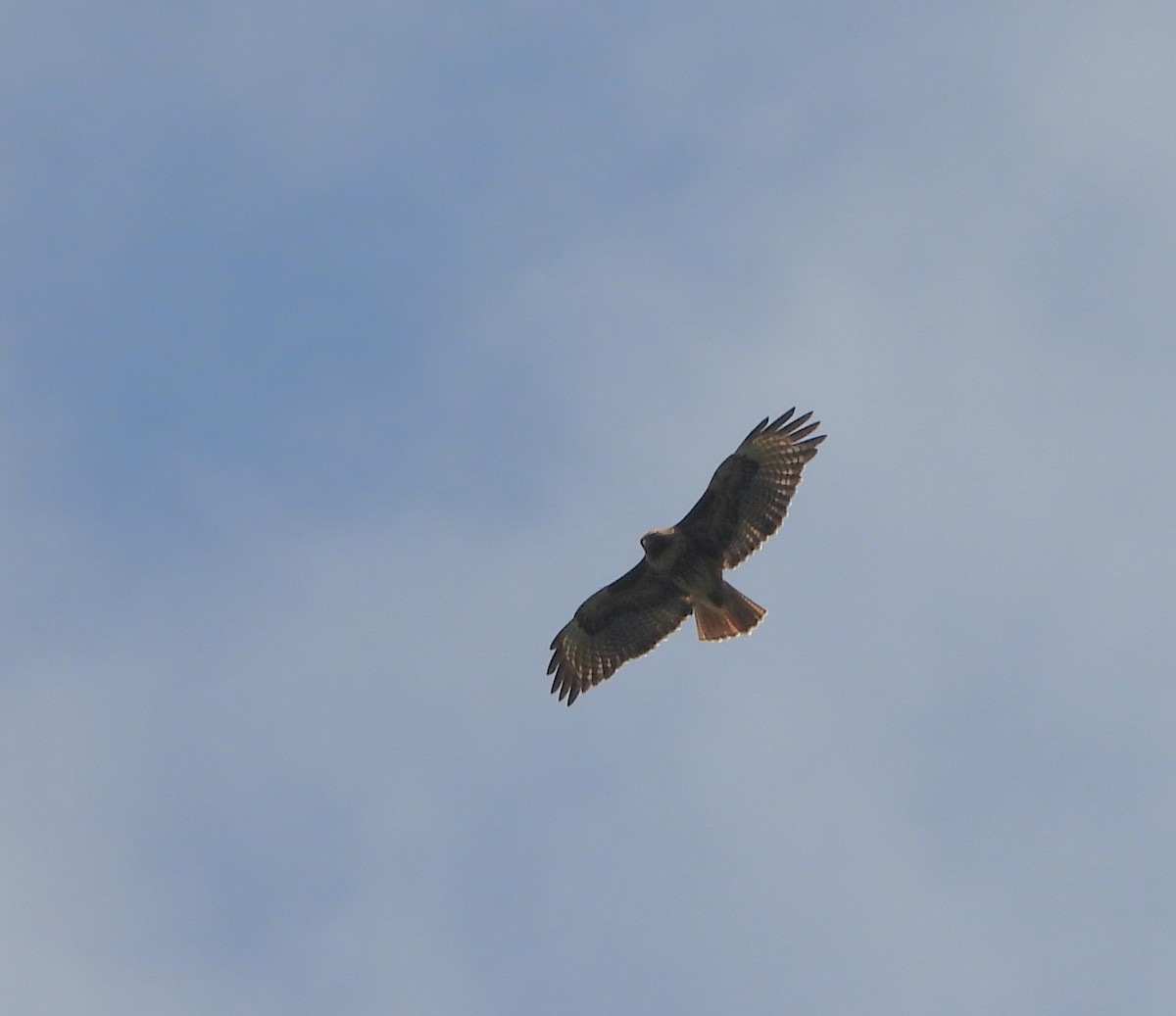 Red-tailed Hawk - ML621040351