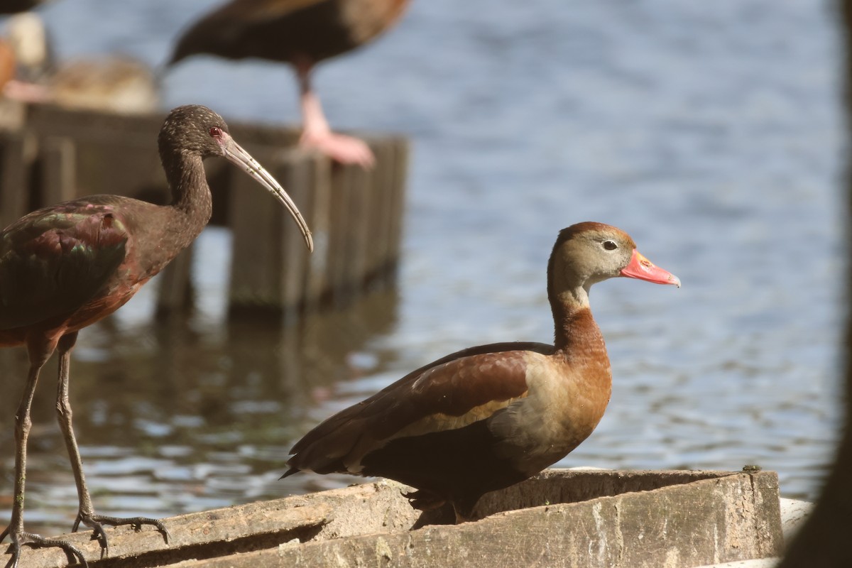 Black-bellied Whistling-Duck - ML621040369