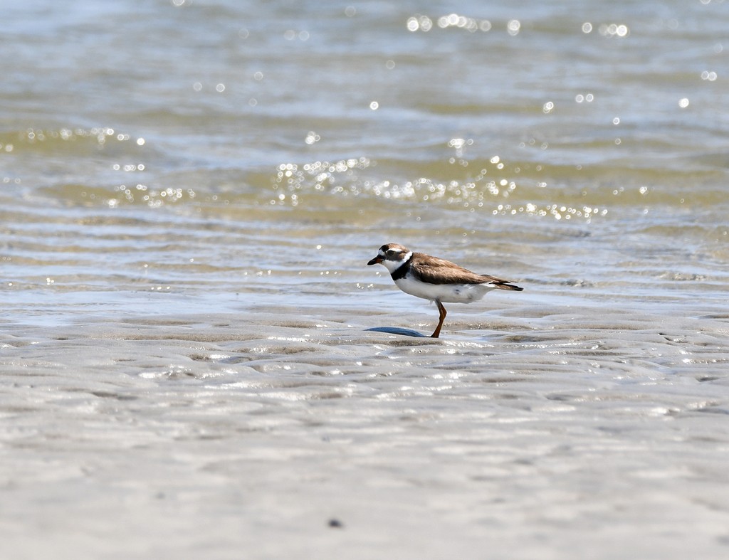 Semipalmated Plover - ML621040377