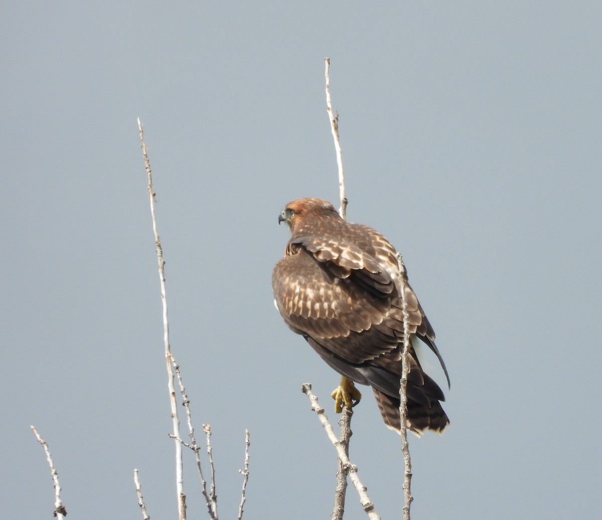 Red-tailed Hawk - ML621040378