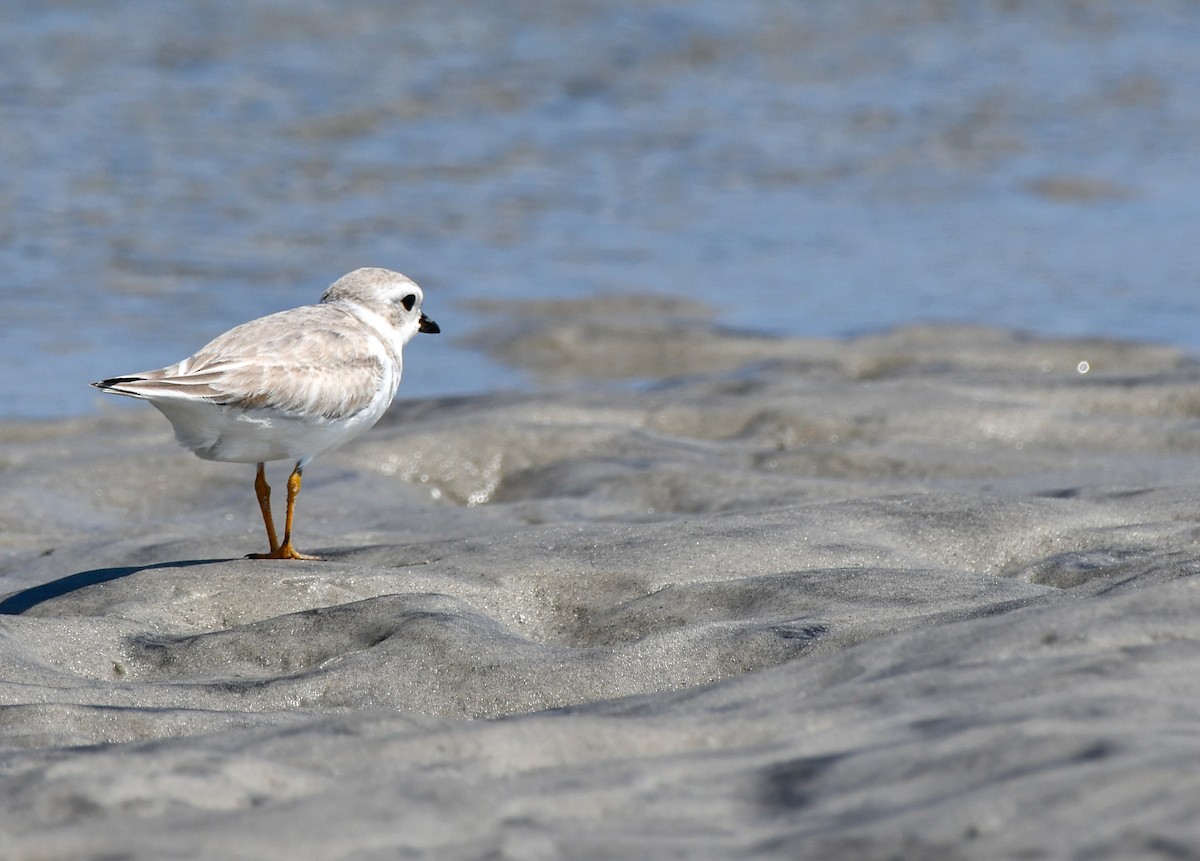 Piping Plover - ML621040380