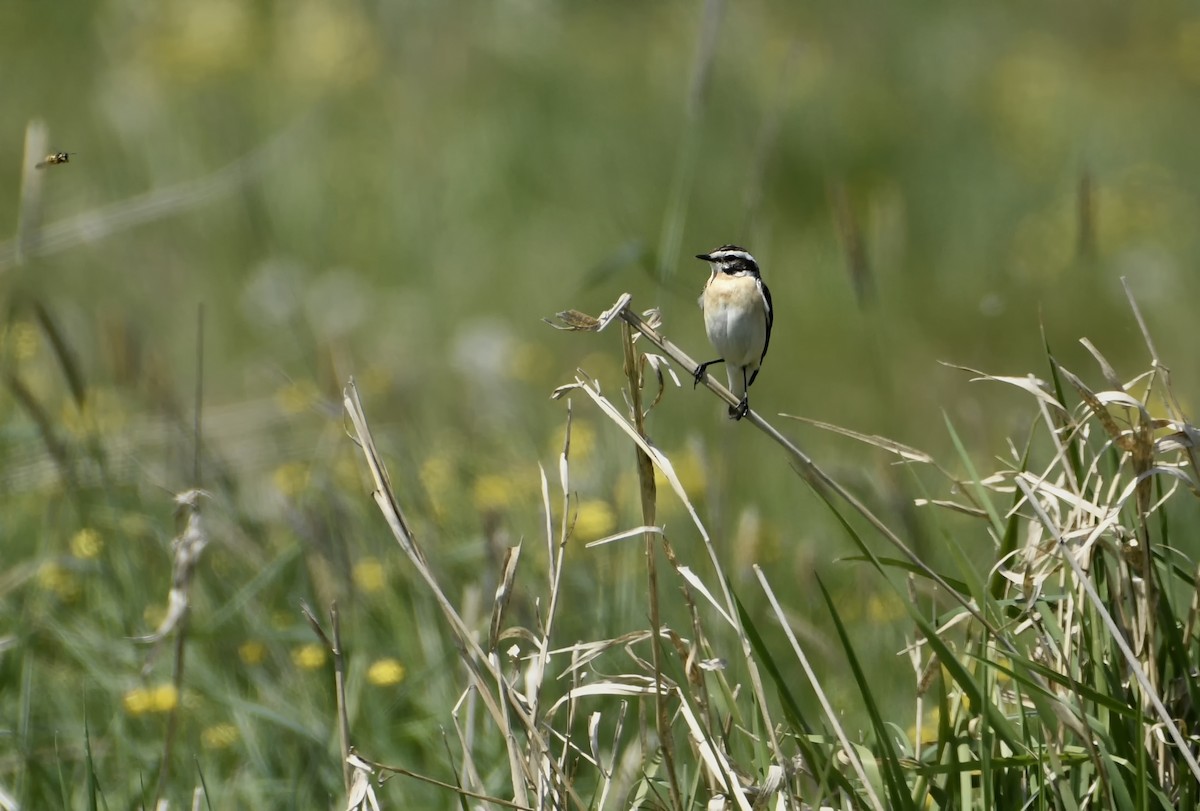 Whinchat - ML621040386