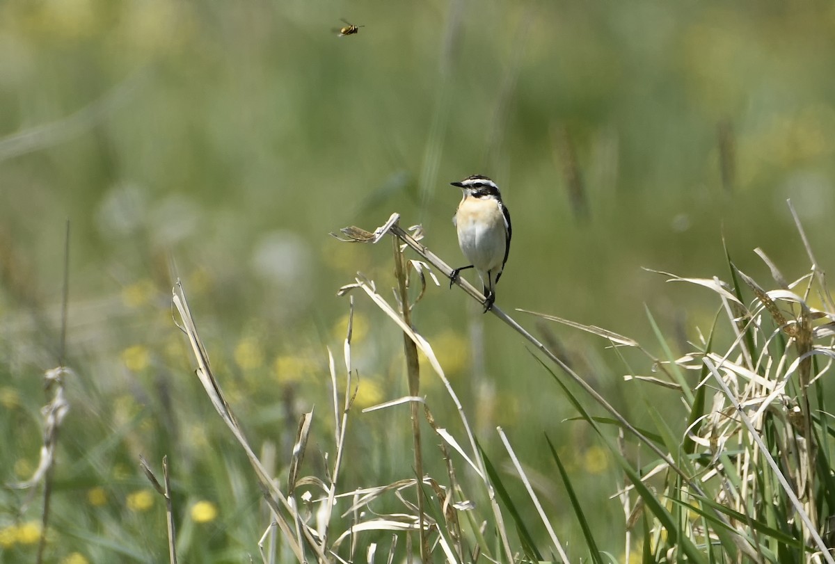 Whinchat - ML621040388