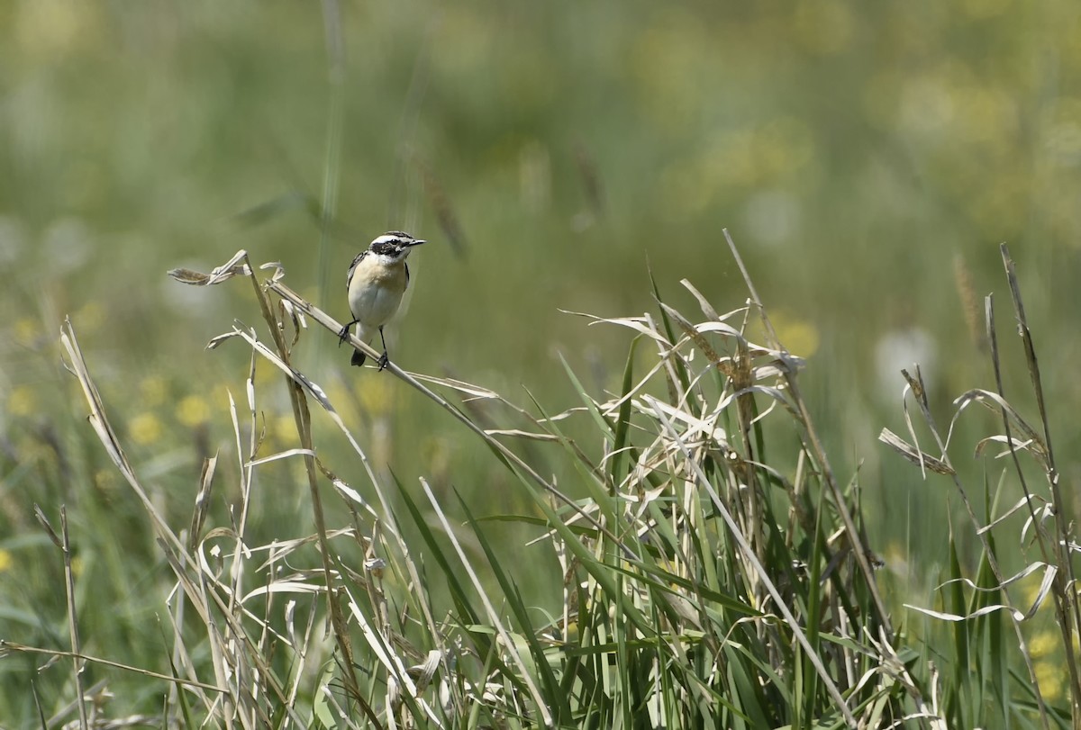 Whinchat - ML621040389