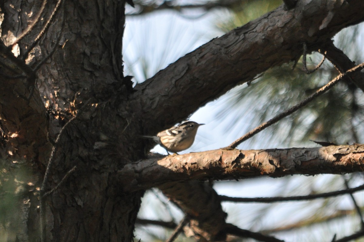 Black-and-white Warbler - ML621040392