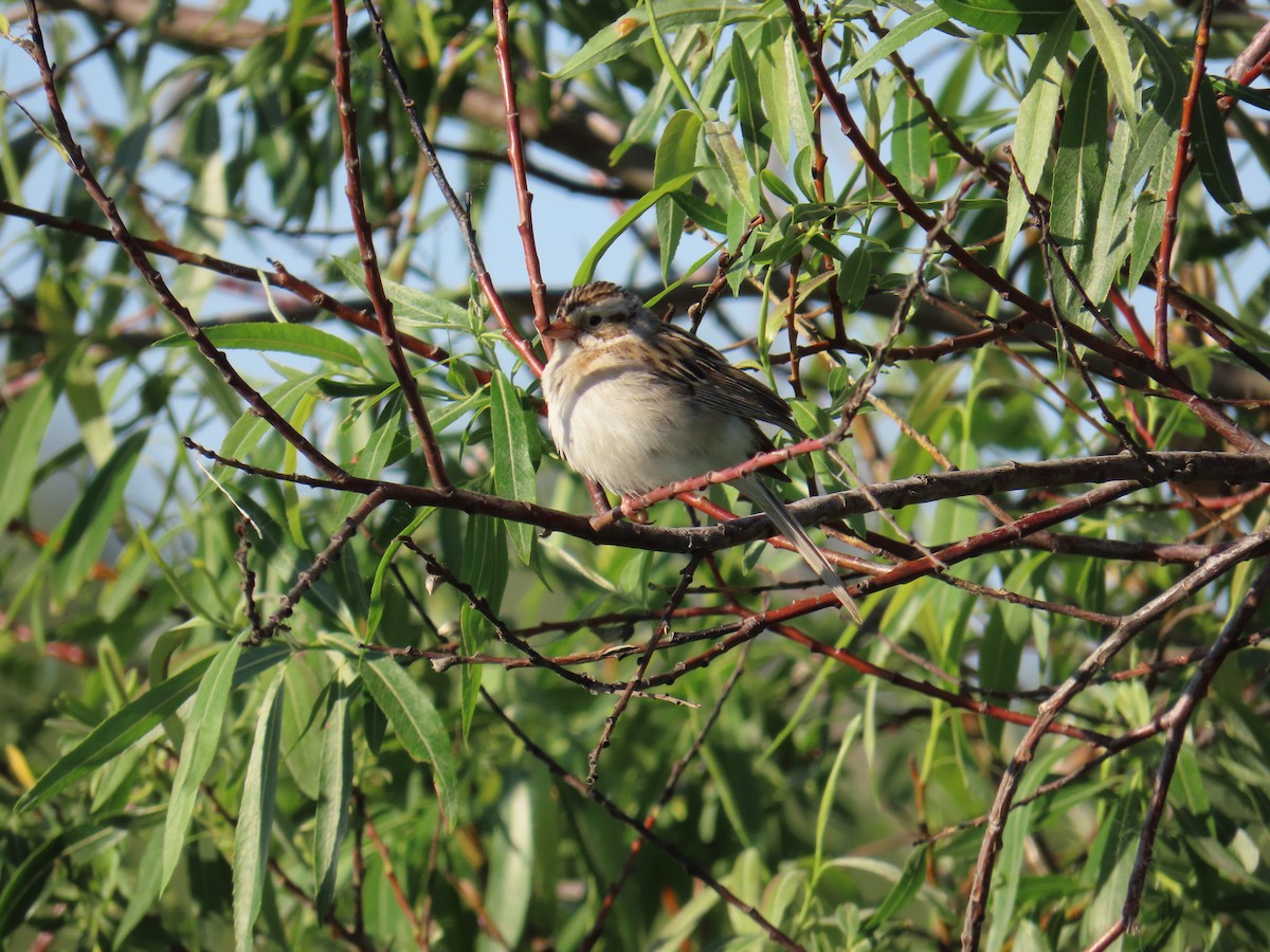 Clay-colored Sparrow - ML621040400