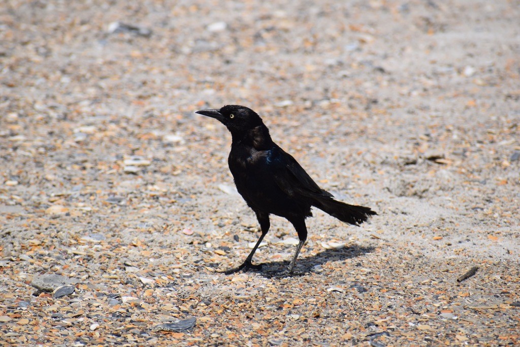 Boat-tailed Grackle - ML621040405