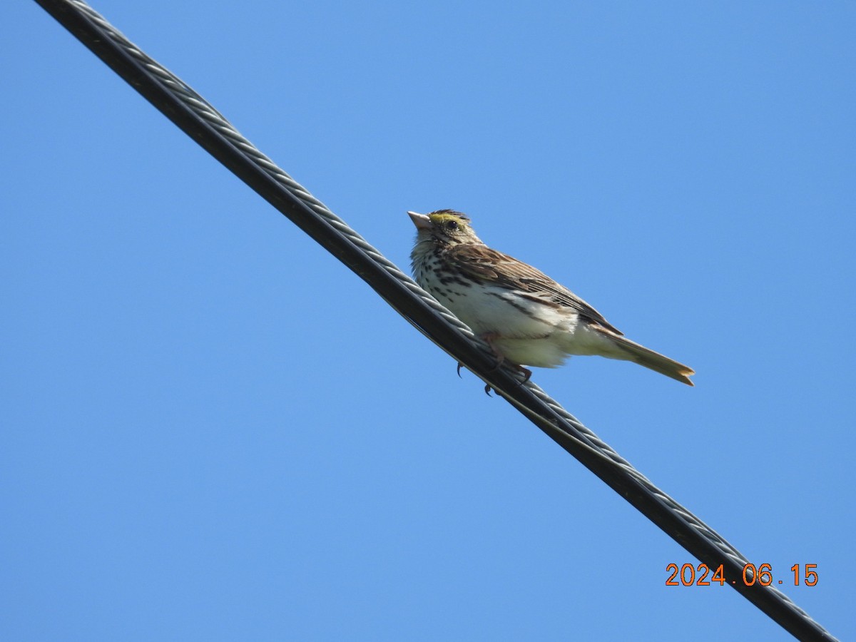 Savannah Sparrow - ML621040427