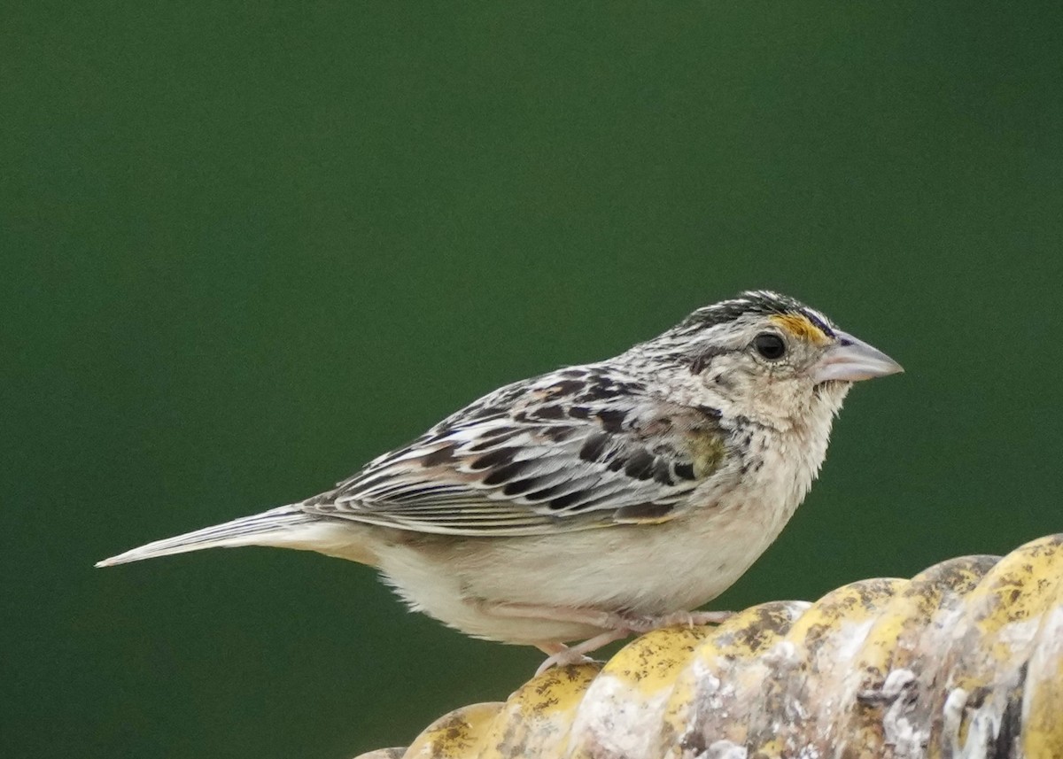 Grasshopper Sparrow - ML621040434