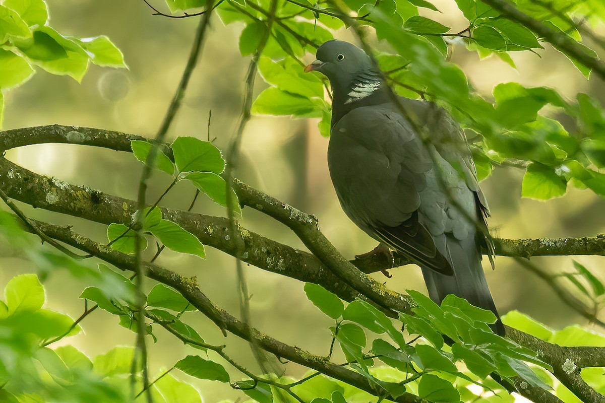 Common Wood-Pigeon - Sergio Porto