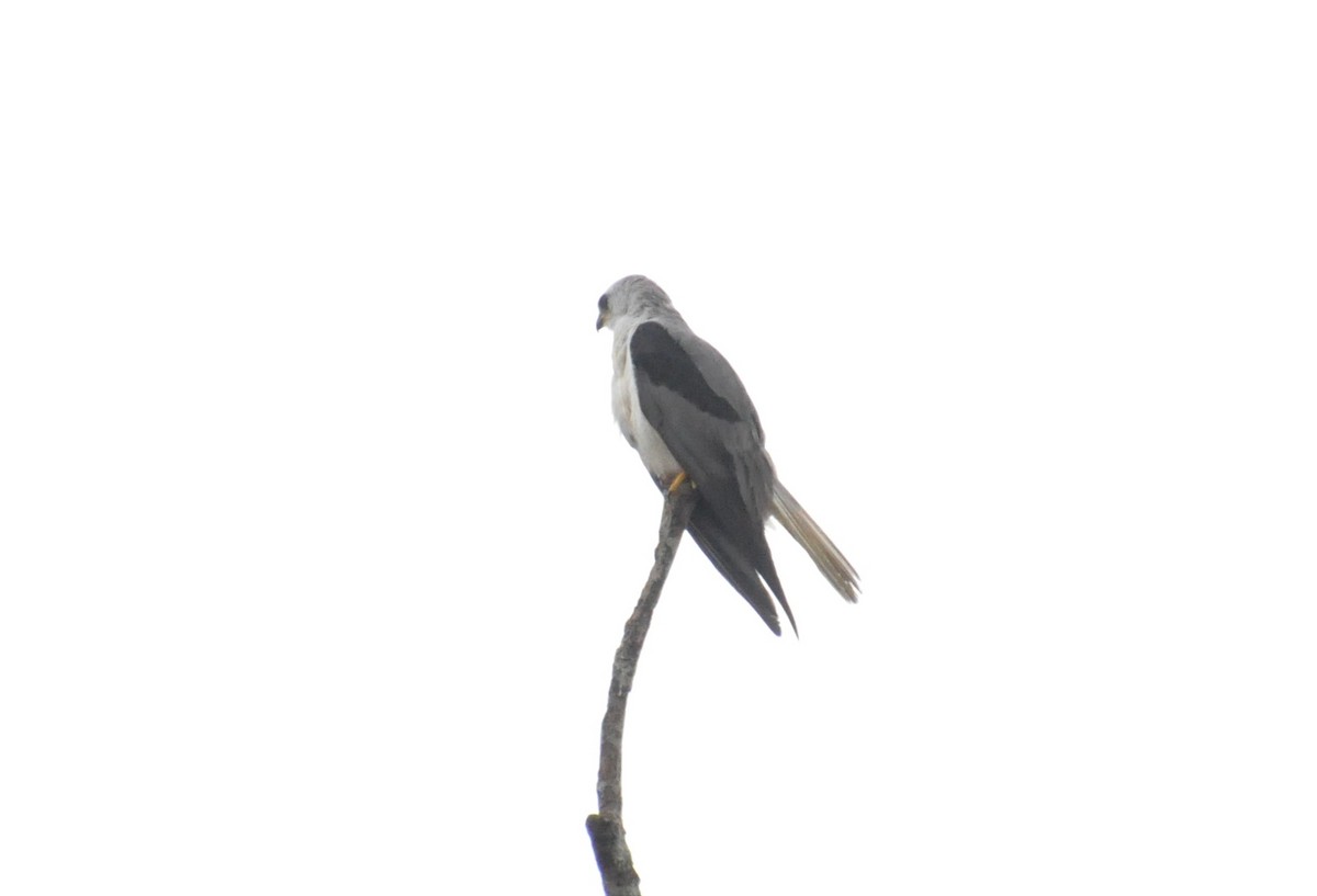 White-tailed Kite - ML621040593