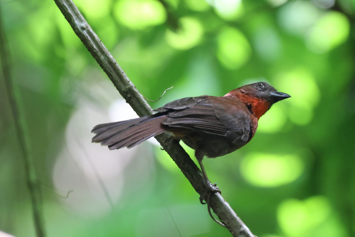 Red-throated Ant-Tanager - ML621040594