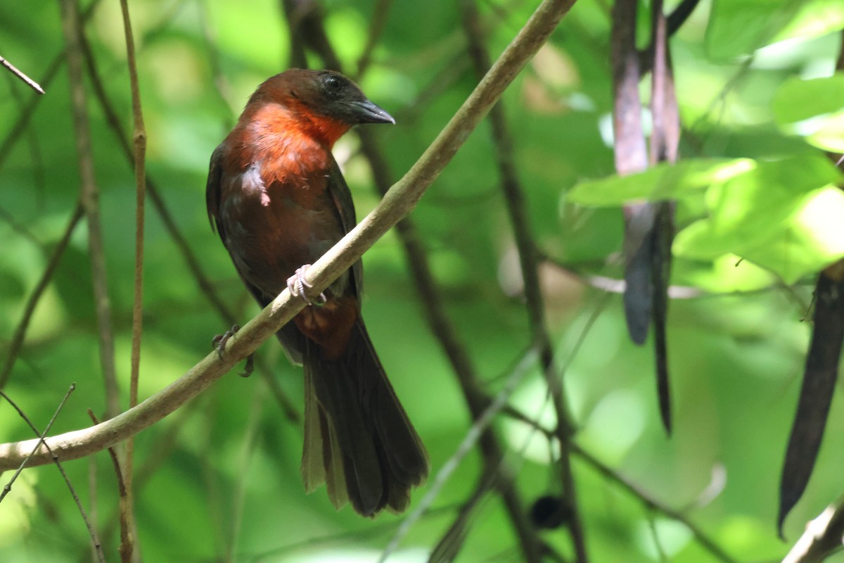 Red-throated Ant-Tanager - ML621040595