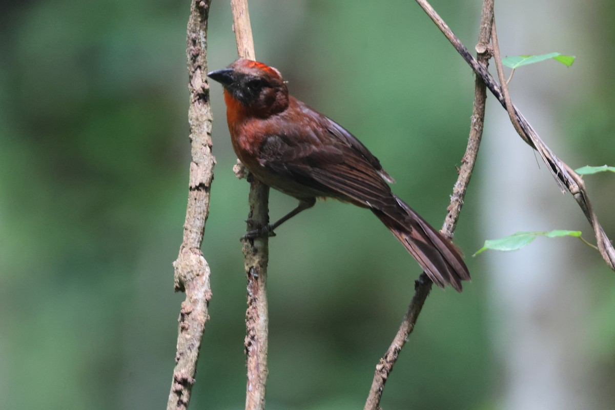 Red-throated Ant-Tanager - ML621040596