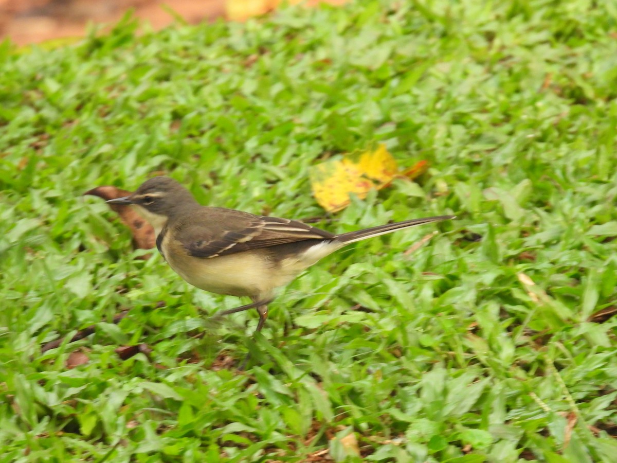 Cape Wagtail - ML621040609