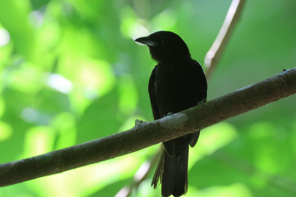 White-shouldered Tanager - ML621040622