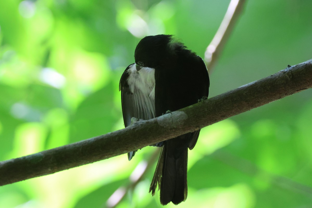 White-shouldered Tanager - ML621040623