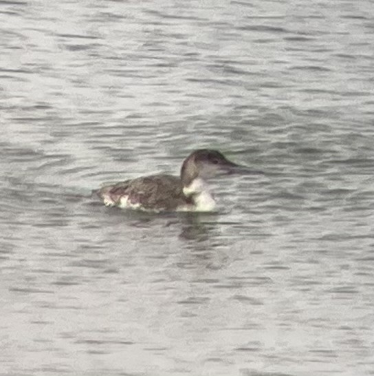 Common Loon - ML621040639