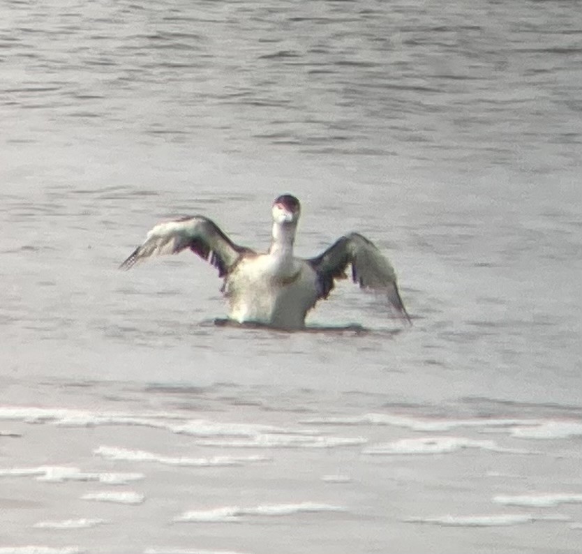 Common Loon - ML621040640