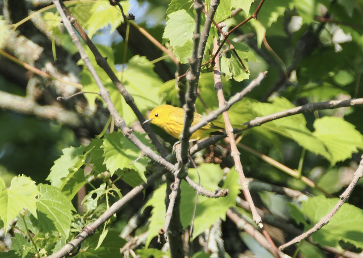 Yellow Warbler - ML621040730